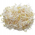 KIER Kiełki Soi (KIEŁKI FASOLI MUNG) 2840/1500G